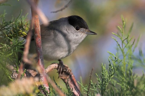 Eurasian Blackcap (Sylvia atricapilla) male, Turkey, Asia