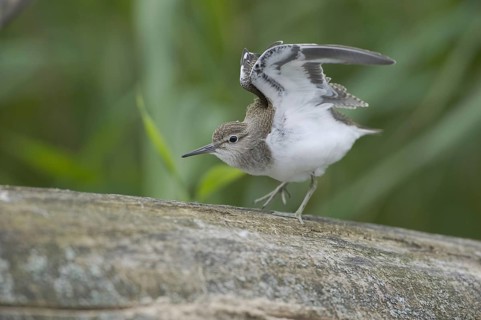 Common Sandpiper (Actitis hypoleucos), Saxony, Germany, Europe