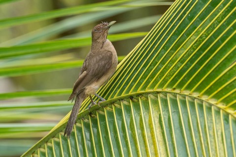 Clay-colored Thrush (Turdus grayi), Costa Rica, Central America