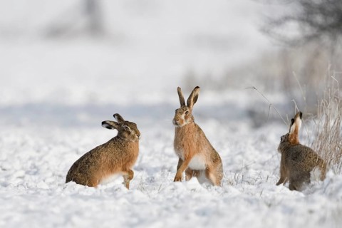 European Hare (Lepus europaeus) group in snow covered field, North Rhine-Westphalia, Germany,