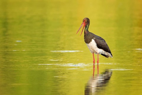 Black Stork (Ciconia nigra) foraging, Saxony-Anhalt, Germany, Europe