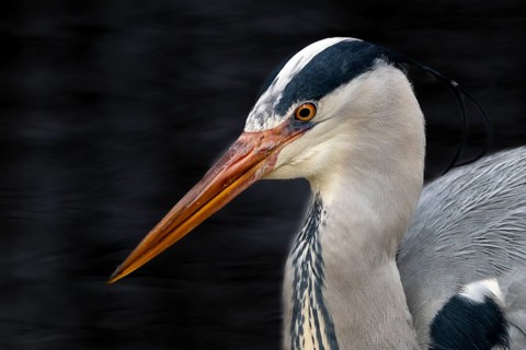 Grey heron (Ardea cinerea), portrait, black background, Vienna, Austria, Europe