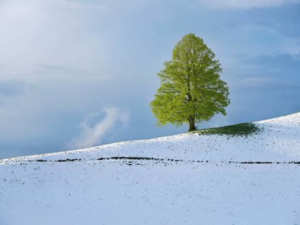 Solitary tree, lime tree (Tilia), standing on a snow-covered hill during leaf emergence, Neuheim,