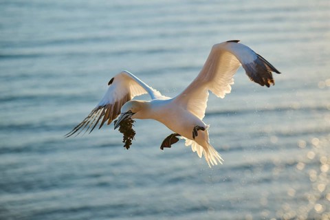 Northern gannet (Morus bassanus) flying over the sea with rivet material in the beakat sunset,