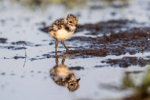 Young lapwing (Vanellus vanellus), Lower Saxony, Germany, Europe