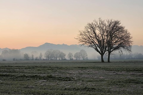 Two English oaks (Quercus robur), standing on cultivated land in the Reuss plain, Aristau, Freiamt,