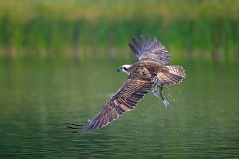 Western osprey (Pandion haliaetus) catching fish in its talons from water surface of lake in summer