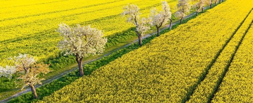 Alley with blossoming fruit trees between rape fields, aerial view in evening light, Wölkisch,
