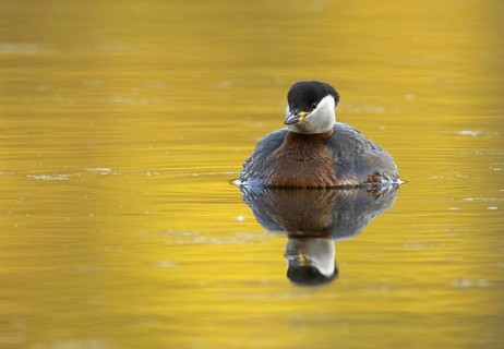 Red-necked Grebe (Podiceps grisegena), Mecklenburg-Western Pomerania, Germany, Europe