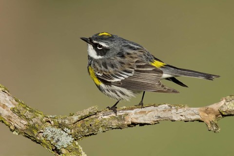 Myrtle Warbler (Setophaga coronata coronata), New York, USA, North America