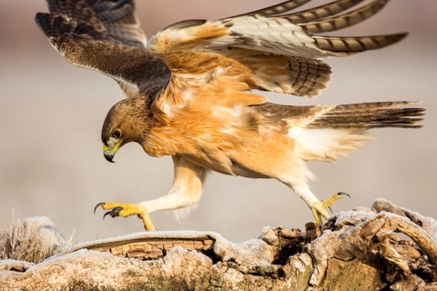 Bonelli's Eagle (Aquila fasciata) juvenile, Castile-La Mancha, Spain, Europe