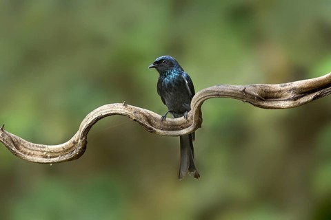 Bronzed Drongo (Dicrurus aeneus) perched on a branch, Yunnan, China, Asia