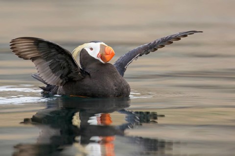 Tufted Puffin (Fratercula cirrhata) swimming on the ocean near the coast of Washington State, USA,