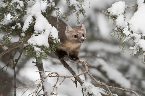 American Marten (Martes americana) climbing in tree, Yellowstone National Park, USA, North America