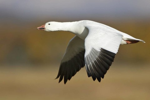 Snow Goose (Anser caerulescens) flying, New Mexico, USA, North America