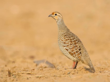 Grey Francolin (Francolinus pondicerianus) male, Rajasthan, India, Asia