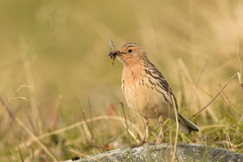 Red-throated Pipit (Anthus cervinus) with insects in its beak, Norway, Europe