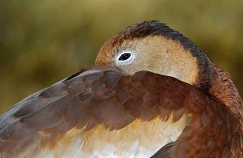 Black-bellied Whistling Duck (Dendrocygna autumnalis), Arizona, USA, North America