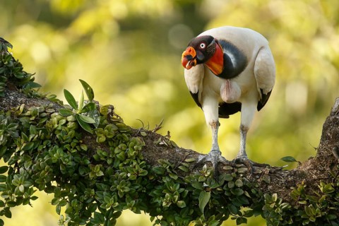 King Vulture (Sarcoramphus papa) perched on a branch, Costa Rica, Central America