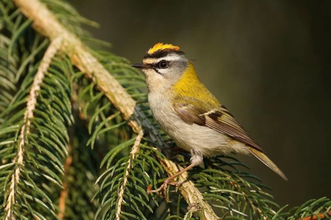 Common Firecrest (Regulus ignicapilla), Baden-Wuerttemberg, Germany, Europe