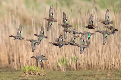 Green-winged Teal (Anas crecca) flying above a marsh in Victoria, BC, Canada, North America