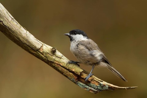 Marsh Tit (Poecile palustris), Utrecht, Netherlands