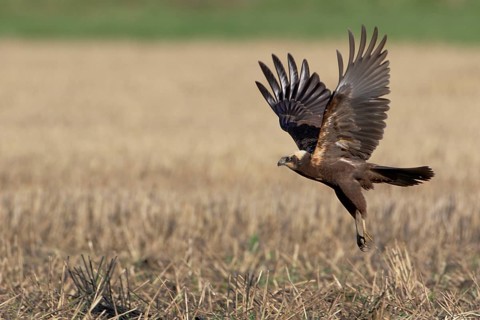 Rohrweihe, lat. Circus aeruginosus, Weibchen von der Seite beim Auffliegen von einem Stoppelacker
