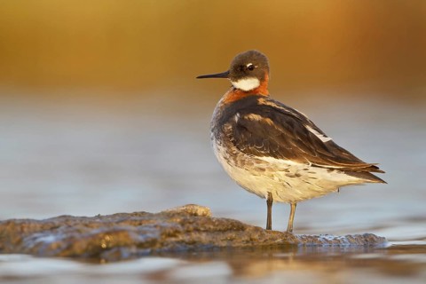 Red-necked Phalarope (Phalaropus lobatus) female, Manitoba, Canada, North America