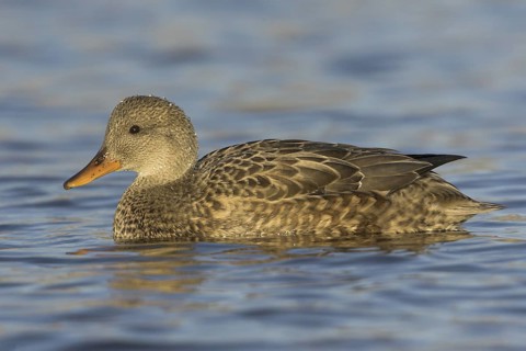 Gadwall (Mareca strepera) female, Ontario, Canada, North America