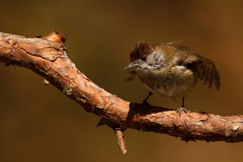 Eurasian Blackcap (Sylvia atricapilla) female, Utrecht, Netherlands