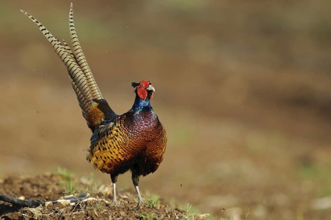 Common Pheasant (Phasianus colchicus) male, Lower Saxony, Germany, Europe