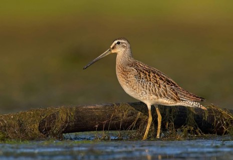 Short-billed Dowitcher (Limnodromus griseus), Ohio, USA, North America