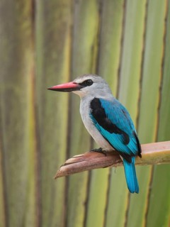 Woodland Kingfisher (Halcyon senegalensis), Uganda, Africa