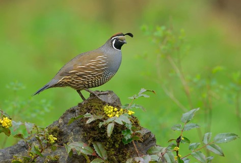 California Quail (Callipepla californica) male, British Columbia, Canada, North America