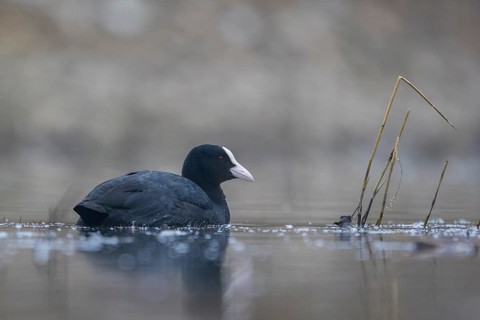 Eurasian Coot (Fulica atra), North Rhine-Westphalia, Germany, Europe