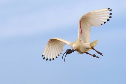 Australian White Ibis (Threskiornis molucca) flying, Victoria, Australia, Oceania