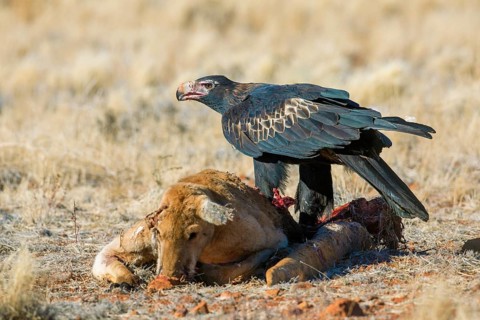 Wedge-tailed Eagle (Aquila audax) feeding on Red kangaroo (Macropus rufus) carrion, South