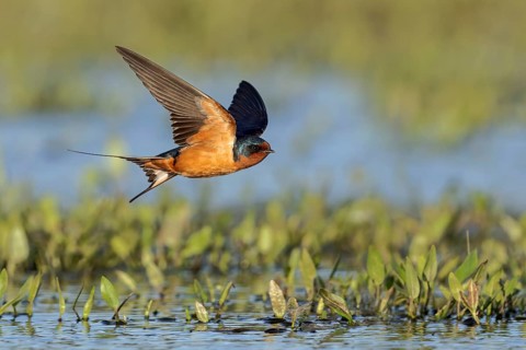 Barn Swallow (Hirundo rustica) flying over a marsh in Victoria, BC, Canada, North America