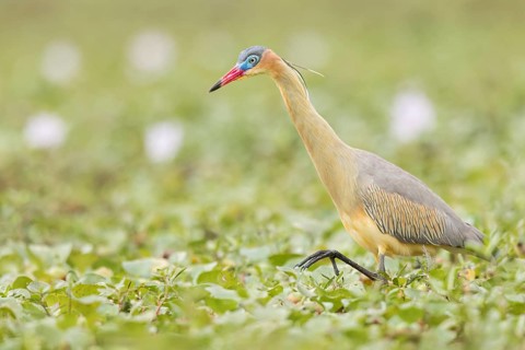 Whistling Heron (Syrigma sibilatrix) feeding in a marsh in the Pantanal of Brazil