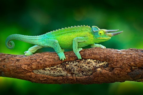 Jackson's Chameleon, Trioceros jacksonii, sitting on the branch in forest habitat. Exotic beautiful
