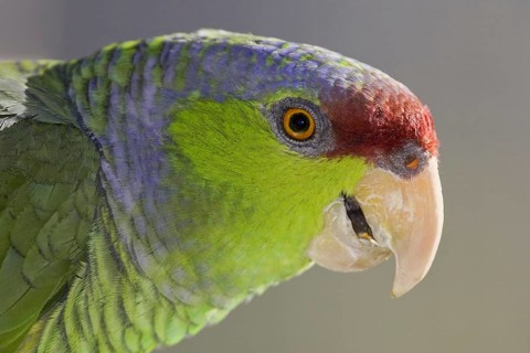 Lilac-crowned Amazon (Amazona finschi), Arizona, USA, North America