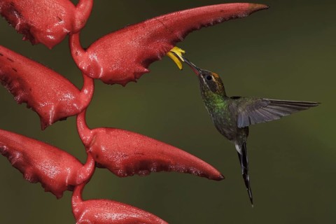 White-whiskered Hermit (Phaethornis yaruqui), Ecuador, South America