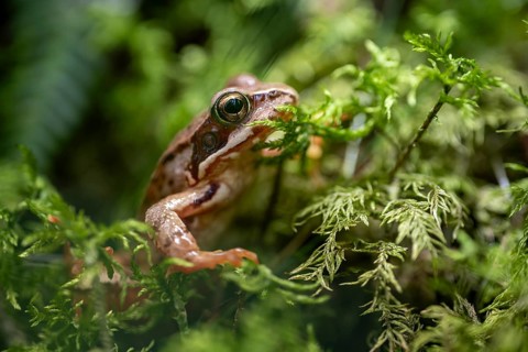Grass frog (Rana temporaria) in moss, close-up, Tyrol, Austria, Europe