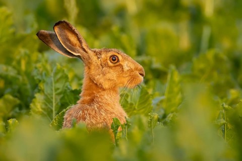 European brown hare (Lepus europaeus) adult animal in a farmland sugar beet field, England, United