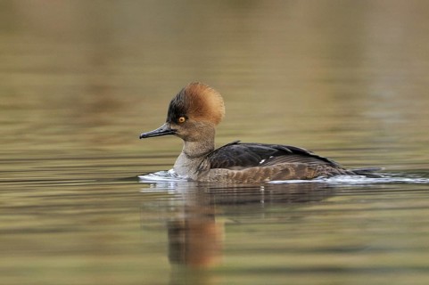 Hooded Merganser (Lophodytes cucullatus) female, British Columbia, Canada, North America
