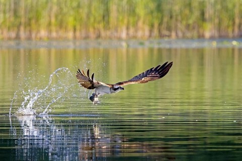 Western osprey (Pandion haliaetus) catching fish in its talons from water surface of lake in summer