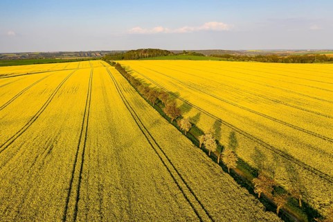 Alley with blossoming fruit trees between rape fields, aerial view in evening light, Wölkisch,