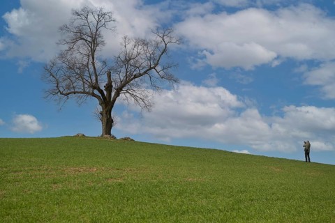 Solitary standing oak tree on a hill of a field with photographer, Schorfheide, Brandenburg,
