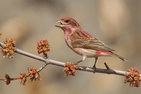 Purple Finch (Haemorhous purpureus) male singing, Ohio, USA, North America