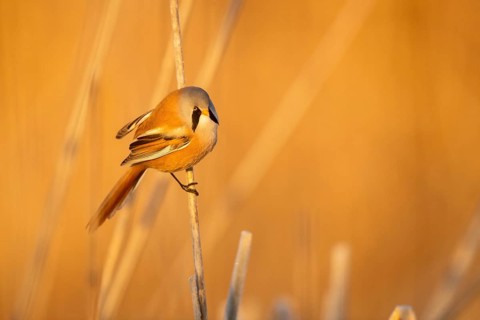 Bearded Reedling (Panurus biarmicus) male in reeds, Castile-La Mancha, Spain, Europe